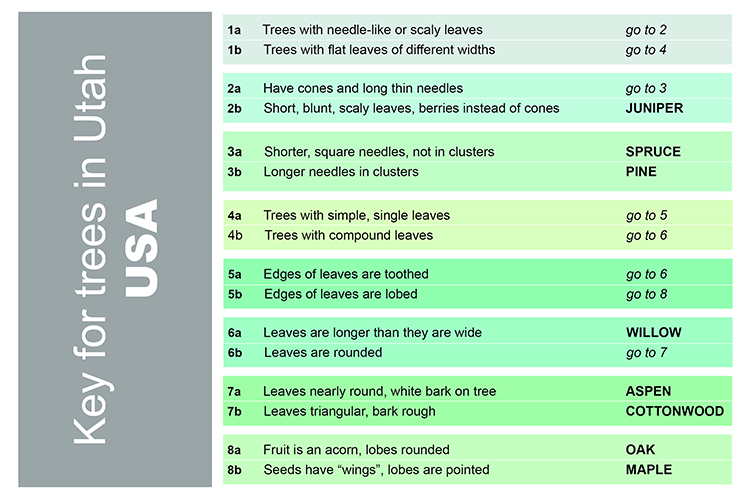 A detailed list of how the dichotomous key can be shown for plants, in this case trees can be identified by choosing which of the 2 statements relate at each step.